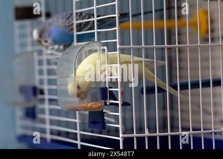 Les budgerigars mangent d'une mangeoire dans une cage. Oiseau Banque D'Images