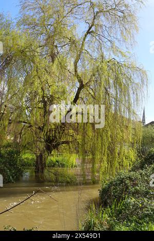 Magnifique saule pleureur (Salix Babylonica) à côté de la rivière Avon dans la ville de Salisbury, Angleterre Banque D'Images