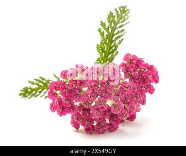 Fleurs rouges Yarrow isolées sur fond blanc Banque D'Images