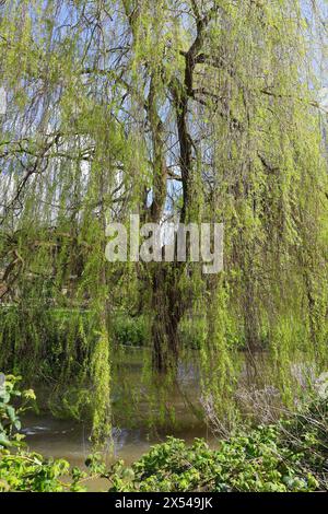 Magnifique saule pleureur (Salix Babylonica) à côté de la rivière Avon dans la ville de Salisbury, Angleterre Banque D'Images