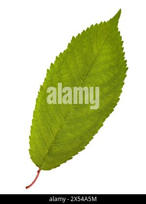 Feuilles de cerisier isolé sur fond blanc Banque D'Images