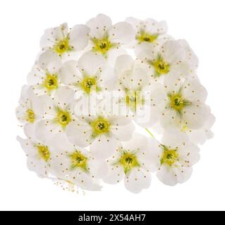 Fleurs de Spirea isolées sur fond blanc Banque D'Images