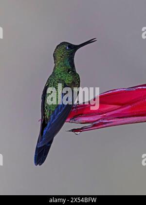 Colibri brillant couronné vert Mael perché Banque D'Images