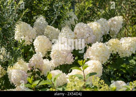 Hydrangea paniculata sort Silver Dollar : hydrangea paniculata fleurit sur le Bush dans le jardin en été Banque D'Images