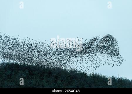 Un énorme troupeau ou murmurage d'étourneaux donne la forme d'un chien géant alors qu'ils volent vers leur coq du soir dans un bois à Llandegley, au centre du pays de Galles, au Royaume-Uni Banque D'Images