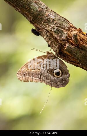 Papillon camouflé sur une branche d'arbre Banque D'Images