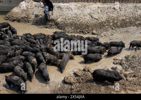 Narayanganj, Dhaka, Bangladesh. 07 mai 2024. La pratique consistant à élever des porcs dans une décharge à Narayanganj, au Bangladesh, où ils sont principalement nourris de saletés provenant de tas d'ordures, est une méthode préoccupante et peu hygiénique d'élevage porcin. Pour réduire la consommation d'aliments, les porcs sont principalement nourris de saleté dans des tas d'ordures. Ces porcs sont généralement élevés pour répondre à la demande de viande. Nourrir les porcs avec de tels matériaux peut présenter divers risques tant pour les animaux que pour les consommateurs. Les porcs sont omnivores et leur alimentation a un impact significatif sur la qualité de la viande produite. Crédit : ZUMA Press, Inc/Alamy Live News Banque D'Images