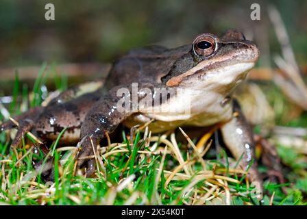 Grenouille agile (Rana dalmatina) à Charca Gitaurrita, Untzaga, Alava, Espagne Banque D'Images