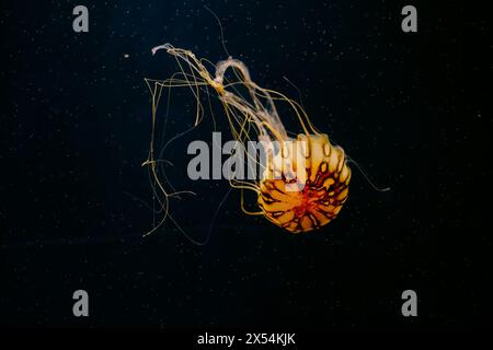 Méduses orange nageant dans un aquarium à SeaLife London Banque D'Images