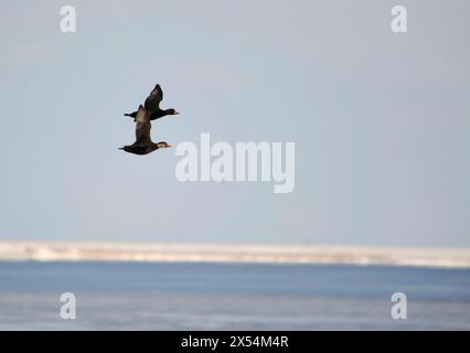 Scoter américain, Scoter noir (Melanitta americana), en vol au large de la côte, y compris un premier mâle hivernal., Japon Banque D'Images