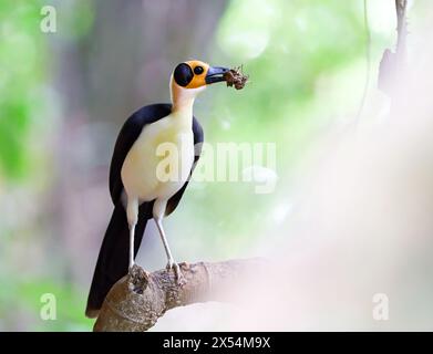 Corbeau chauve à col blanc, picathartes à col blanc, sauvagine à col blanc (Picathartes gymnocephalus), perché sur un rocher dans la forêt tropicale avec du fourrage en t Banque D'Images