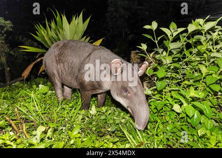 Tapir de Baird, tapir d'Amérique centrale (Tapirus bairdii), mangeant au bord de la forêt tropicale la nuit, Costa Rica, Guapiles Banque D'Images