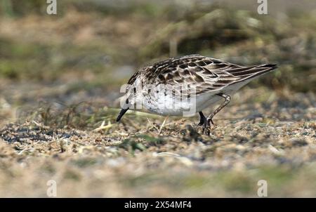 Pier de sable semi-palmé (Calidris pusilla), au sol à la recherche de nourriture dans la toundra, USA, Alaska Banque D'Images