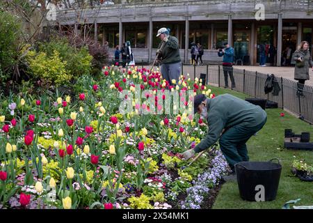 Jardiniers s'occupant de fleurs, de plantes et de parterres à St Jamess Park le 9 avril 2024 à Londres, Royaume-Uni. St Jamess Park est un parc urbain de 23 hectares situé dans la ville de Westminster, au centre de Londres. Un parc royal, il est à l'extrémité sud de la région de St Jamess. Banque D'Images