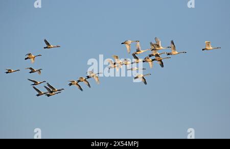 Cygne de toundra (Cygnus columbianus), troupeau en vol, USA, Alaska Banque D'Images