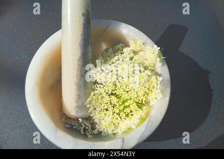 Dentelle de la reine Anne, carotte sauvage (Daucus carota, Daucus carota subsp. Carota), Moerser avec stoessel et inflorescences de carottes sauvages Banque D'Images