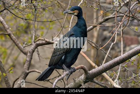 Image de cormoran oiseau sauvage de sauvagine assis sur une branche d'arbre Banque D'Images