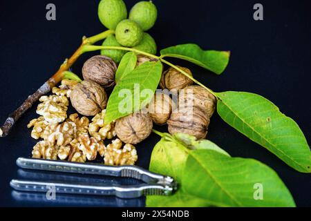 Noix (Juglans regia), noix non mûres, mûres et craquelées avec casse-noix Banque D'Images