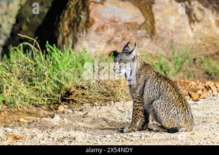 Lynx ibérique (Lynx pardinus), se trouve dans une dehesa dans l'obscurité, Espagne, Andalousie, Sierra de Andujar Parc National Banque D'Images