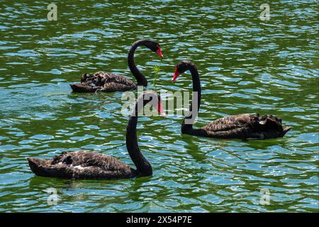 Cygnes noirs sur le lac Rotomahana, vallée volcanique de Waimangu, baie de Plenty, Île du Nord, Nouvelle-Zélande Banque D'Images