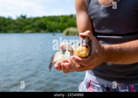 Pêcheur tenant le poisson de la carpe prussienne dans les mains sur le lac dans la nature Banque D'Images