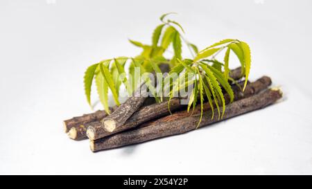 Bâtons de neem avec feuilles de neem sur la table de studio. Neem Datun est des bâtonnets à mâcher traditionnels, pour des dents saines et une bouche fraîche sans germes. Azadirachta In Banque D'Images