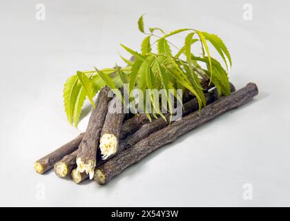 Bâtons de neem avec feuilles de neem sur la table de studio. Neem Datun est des bâtonnets à mâcher traditionnels, pour des dents saines et une bouche fraîche sans germes. Azadirachta In Banque D'Images