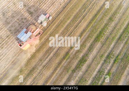 Directement au-dessus de la vue drone. Récolteuse de pommes de terre avec tracteur. Récolte saisonnière de pommes de terre. Banque D'Images