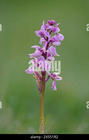 Orchidée violette précoce au Durlston Country Park Dorset Banque D'Images