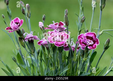 Dianthus Diantica, fleurs de mariage violettes avec des bourgeons, gros plan. Floraison complète. Isolé sur un fond vert naturel. Trencin, Slovaquie Banque D'Images