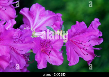 Azalea japonica, Amoena, Rhododendron obtusum fleurs violettes, gros plan. Floraison pleine floraison. Après la pluie. Arrière-plan vert flou. Trencin, Slovaquie Banque D'Images