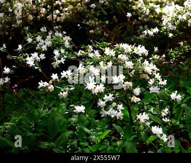 Gros plan sur les fleurs blanches et les petites feuilles vertes de l'arbuste de jardin à feuilles persistantes Rhododendron neige. Banque D'Images