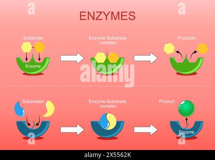 Fonction enzymatique. Protéines qui agissent comme catalyseurs biologiques en accélérant les réactions chimiques comme la synthèse ou la dégradation. Vecteur plat isométrique ill Illustration de Vecteur