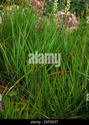 Gros plan sur les feuilles vertes de l'herbe de jardin ornementale panicum virgatum rehbraun. Banque D'Images