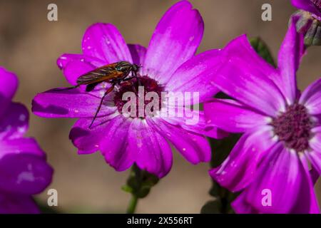 Empis tessellata, danse voler sur une fleur Banque D'Images