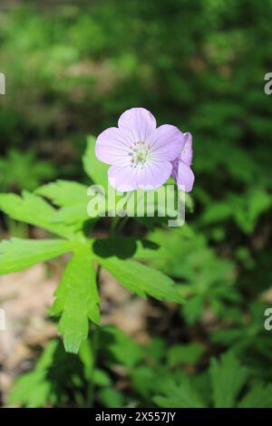 Le géranium sauvage fleurit dans un autre sur son côté à Camp Ground Road Woods à des Plaines, Illinois Banque D'Images