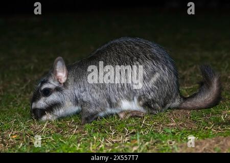 Vizcacha , Lagostomus maximus, Parc national d'El Palmar , Province d'entre Rios, Argentine Banque D'Images