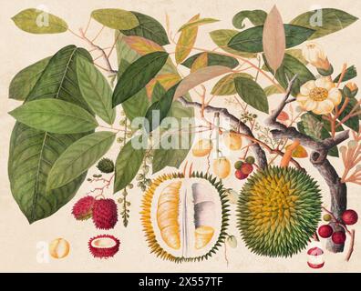 Illustration exquise de fruits asiatiques : une composition vibrante mettant en valeur des fruits asiatiques exotiques dans un style vintage coloré, rendu à l'aquarelle numérique. Banque D'Images