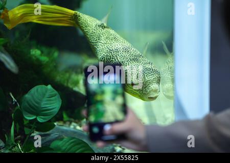 Nuremberg, Allemagne. 07 mai 2024. Une visiteuse utilise son téléphone portable pour photographier un poisson dans un aquarium à Interzoo, le plus grand salon mondial de l'industrie des animaux de compagnie. Du 7 au 10 mai, plus de 2 100 exposants de 68 pays participeront à Interzoo à Nuremberg, le salon international leader pour l'industrie des animaux de compagnie, rapporte l'organisateur d'Interzoo WZF Credit : Daniel Löb/dpa/Alamy Live News Banque D'Images