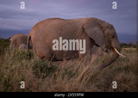 Troupeau d'éléphants dans le parc national d'Amboseli dans le comté de Kajiado, Kenya, Afrique de l'est. Banque D'Images