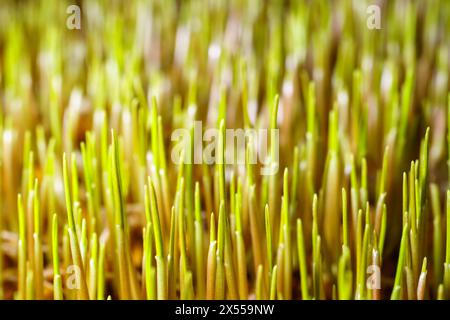 Gros plan de semis de wheatgrass frais, illuminés par le soleil. Nourriture saine végétalienne. Banque D'Images