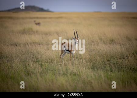 Gazelle dans le parc national d'Amboseli dans le comté de Kajiado, Kenya, Afrique de l'est. Banque D'Images