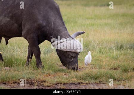 Buffalo du Cap et aigrette blanche au parc national d'Amboseli dans le comté de Kajiado, Kenya, Afrique de l'est. Banque D'Images