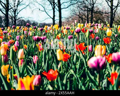 Les tulipes multicolores annoncent le début du printemps Banque D'Images