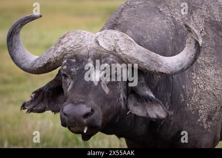 Cap Buffalo au parc national d'Amboseli dans le comté de Kajiado, Kenya, Afrique de l'est. Banque D'Images