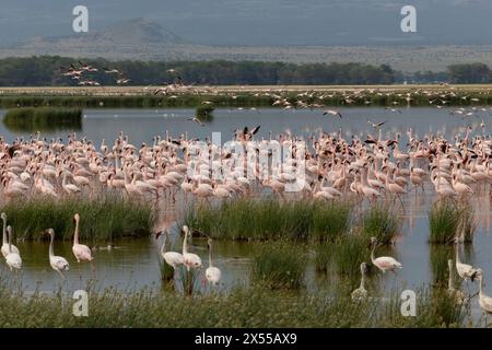 Troupeau de flamants roses sur l'eau au parc national d'Amboseli dans le comté de Kajiado, Kenya, Afrique de l'est. Banque D'Images