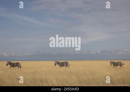 Meute de zèbre au parc national d'Amboseli dans le comté de Kajiado, Kenya, Afrique de l'est. Banque D'Images