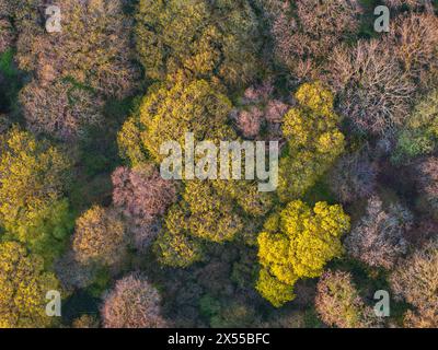 Vue aérienne de la canopée des arbres feuillus au printemps, Meldon Woods, parc national de Dartmoor, Devon, Angleterre. Printemps (avril) 2024. Banque D'Images