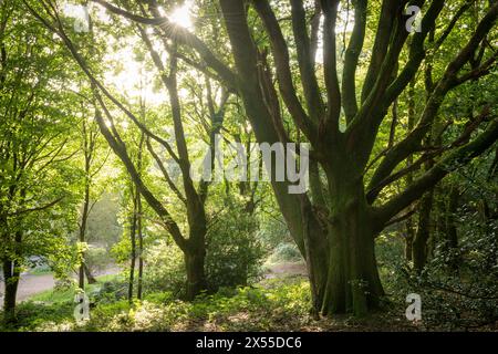 La lumière du soleil se répand dans les bois feuillus des Quantock Hills. Woodlands Hill Wood près de Nether Stowey, Somerset, Angleterre. Automne (septembre) 2023. Banque D'Images