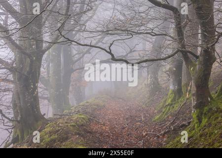 Sentier brumeux à travers les arbres dans le bois Hannicombe, parc national de Dartmoor, Devon, Angleterre. Hiver (février) 2024. Banque D'Images